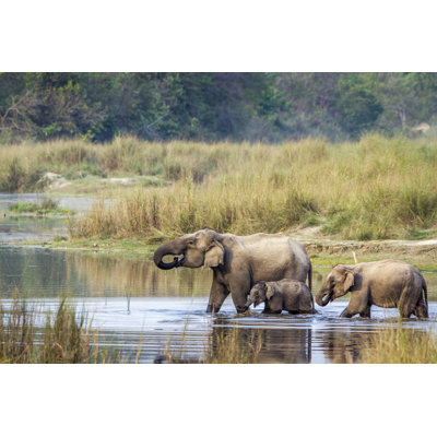 Shearin " Asian Elephant In Bardia National Park, Nepal " by Utopia_88