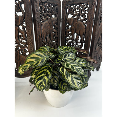 6" Calathea Makoyana