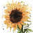 Big sunflower - 32"x32" art on canvas