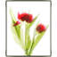 Red Tulips III - Framed-862091905