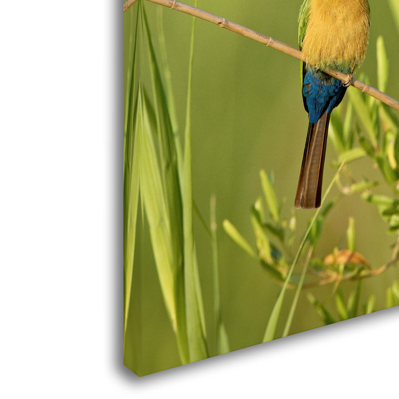 Colorful Birds Photography Print on Canvas, 19" x 12"
