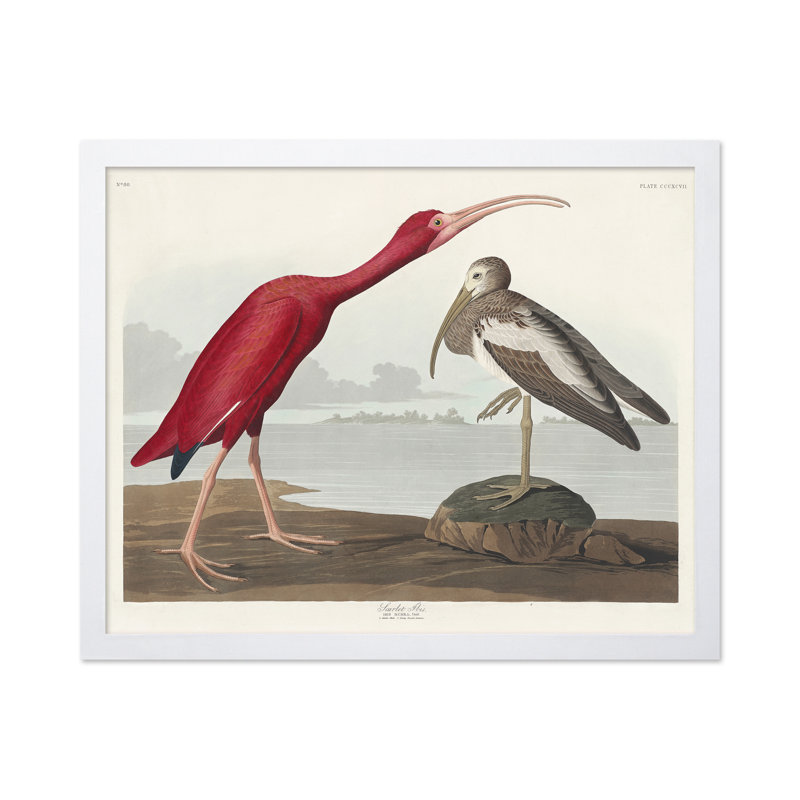 John James Audubon - Écarlate, 08"H x 10"W, Poster, White Framed
