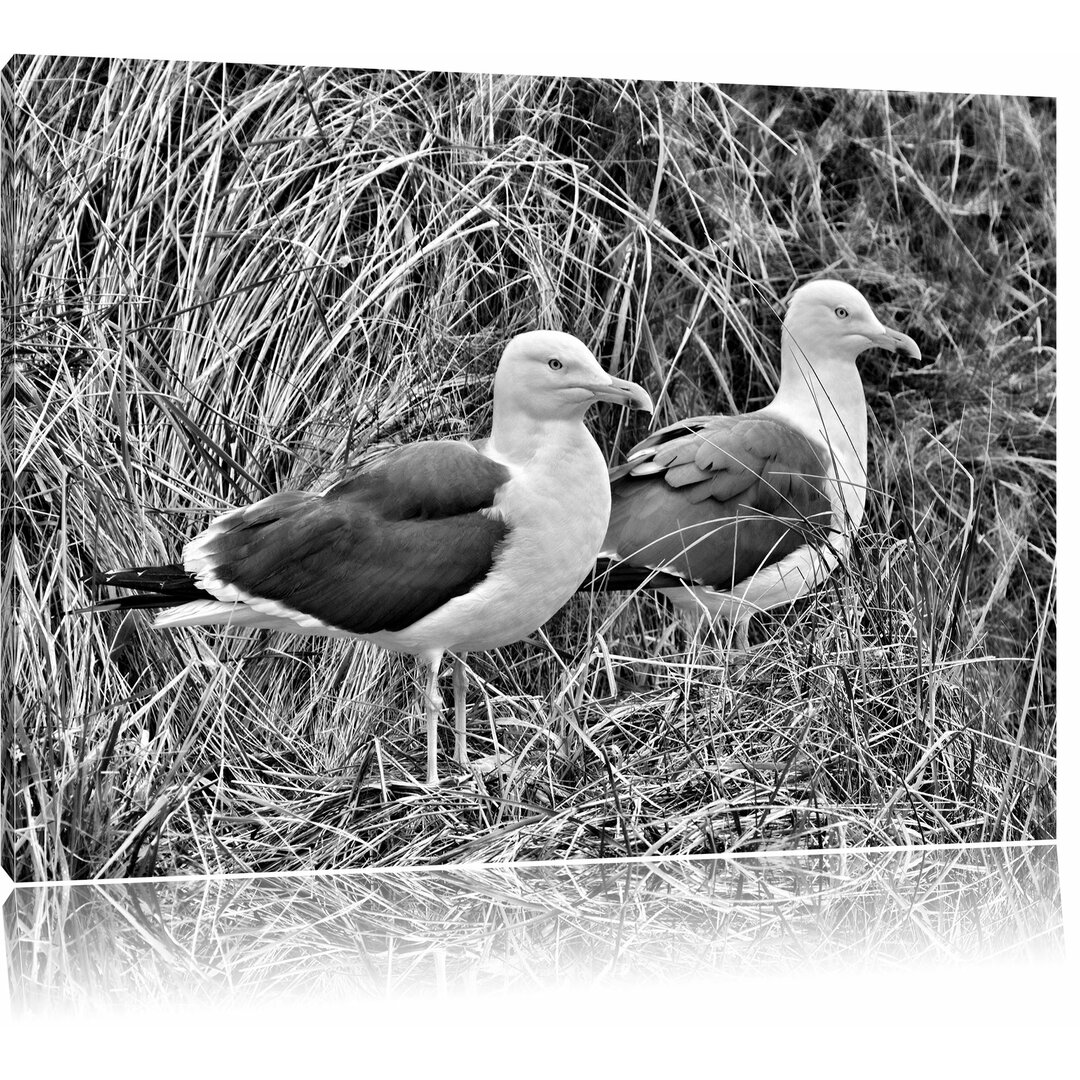 Leinwandbild Zwei Möwen im hohen Gras in Monochrom