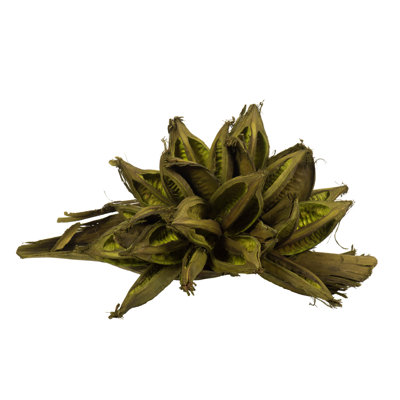 Cosses pour étoiles All Natural, très grandes, séchées, 6 po