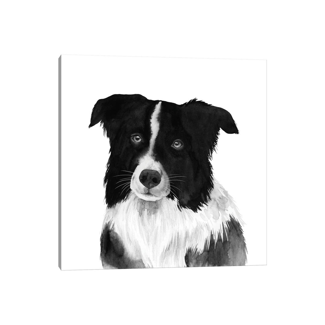 Border Collie II