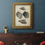 «Vintage Shell Study III», reproduction d'art sur toile encadrée-708704382