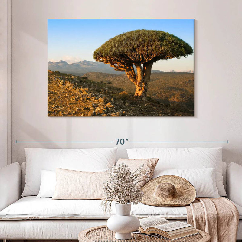 Arbre-dragon Harnek Socotra Archipelago, H 32 po x l 48 po