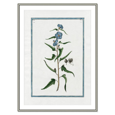 Colombe "Shabby Elegance Botanical I" Print
