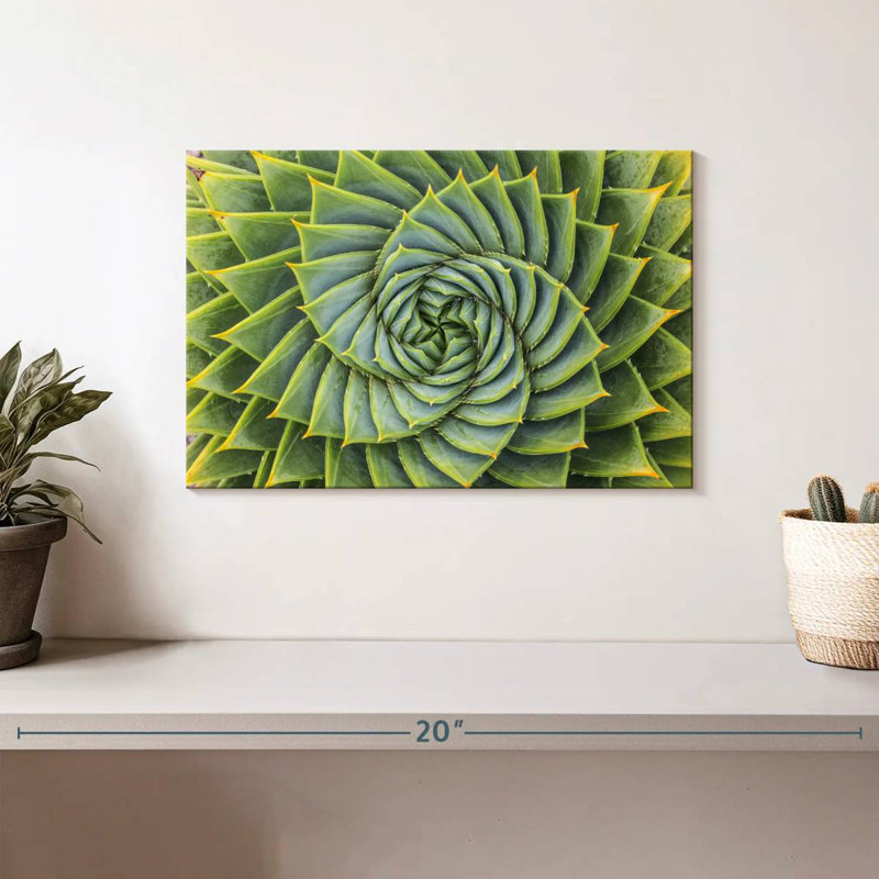 Harnek spirale succulente, H 8 po x l 12 po