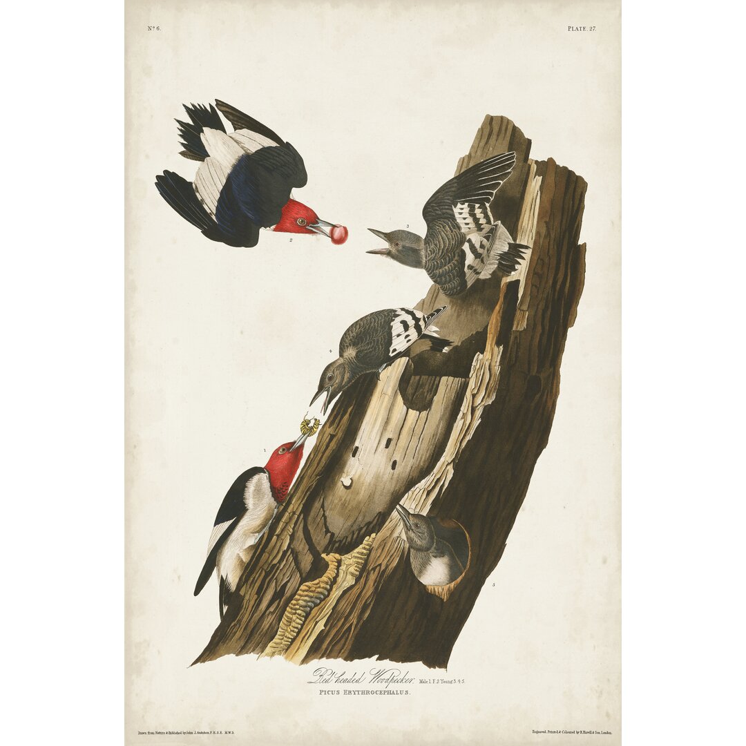 Leinwandbild Pl. 27 Red-Headed Woodpecker von John Audubon