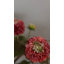 Dahlia artificiel blanc 20,5 po-539417854