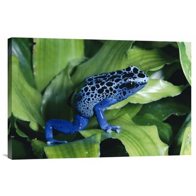 Blue Poison Dart Frog Very Tiny Frog Used by Indian Tribes to Poison Tips of Arrows' Photographic Print on Canvas -  East Urban Home, URBH8843 38408596