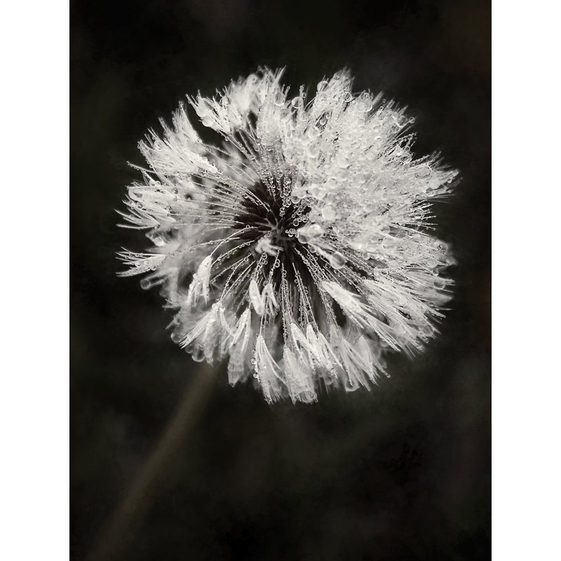 Water Drops On Dandelion Flower Print by Scott Norris, 21.25" H x 17.25" W