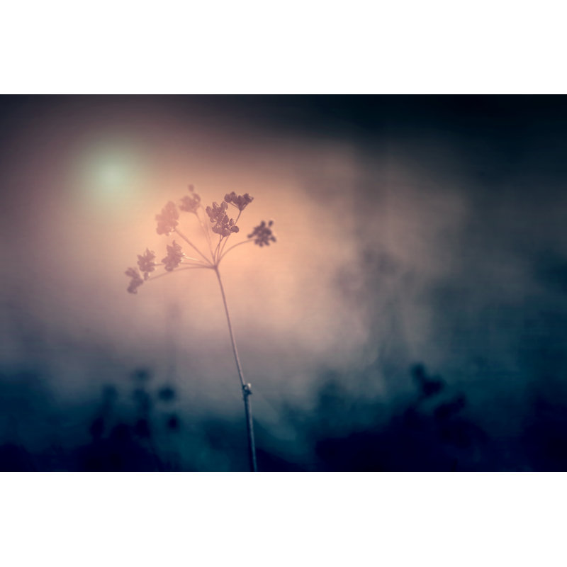 Ekanta Dry Flower Closeup 1 Piece Wrapped Canvas Wall Art, 30cm H x 46cm W x 3.8cm D
