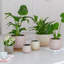 Celeste Dusky Pink Planter H21Cm D26Cm