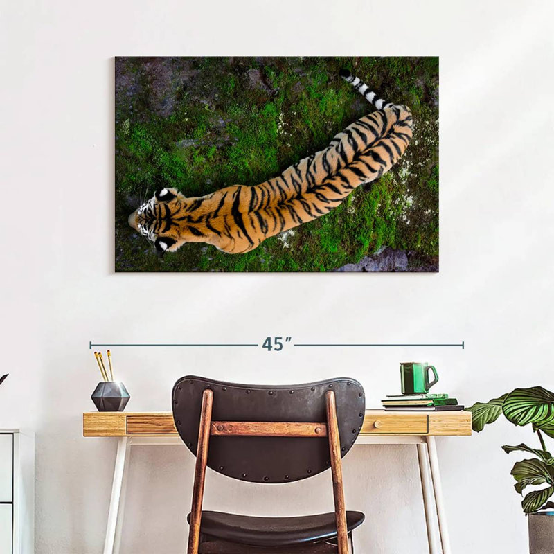 Brampt Tiger From Above, 26" H x 39" W