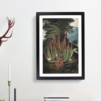 Stapelia Plant by R.J. Thornton - Framed Print
