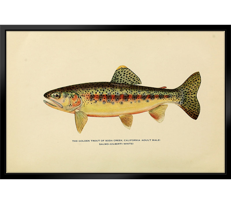 " Golden Trout Illustration " by Stanley Print House, 11" W x 14" H