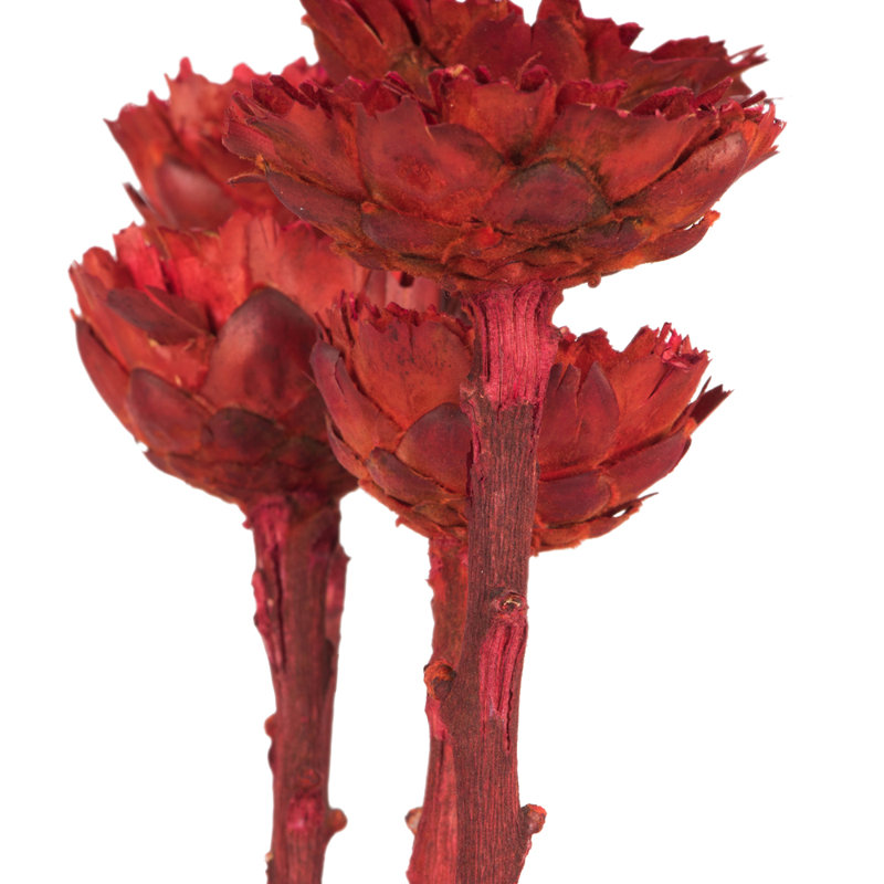 Rosette compacte rouge 8-12 po - Manchon 5 tiges, séché, Rouge