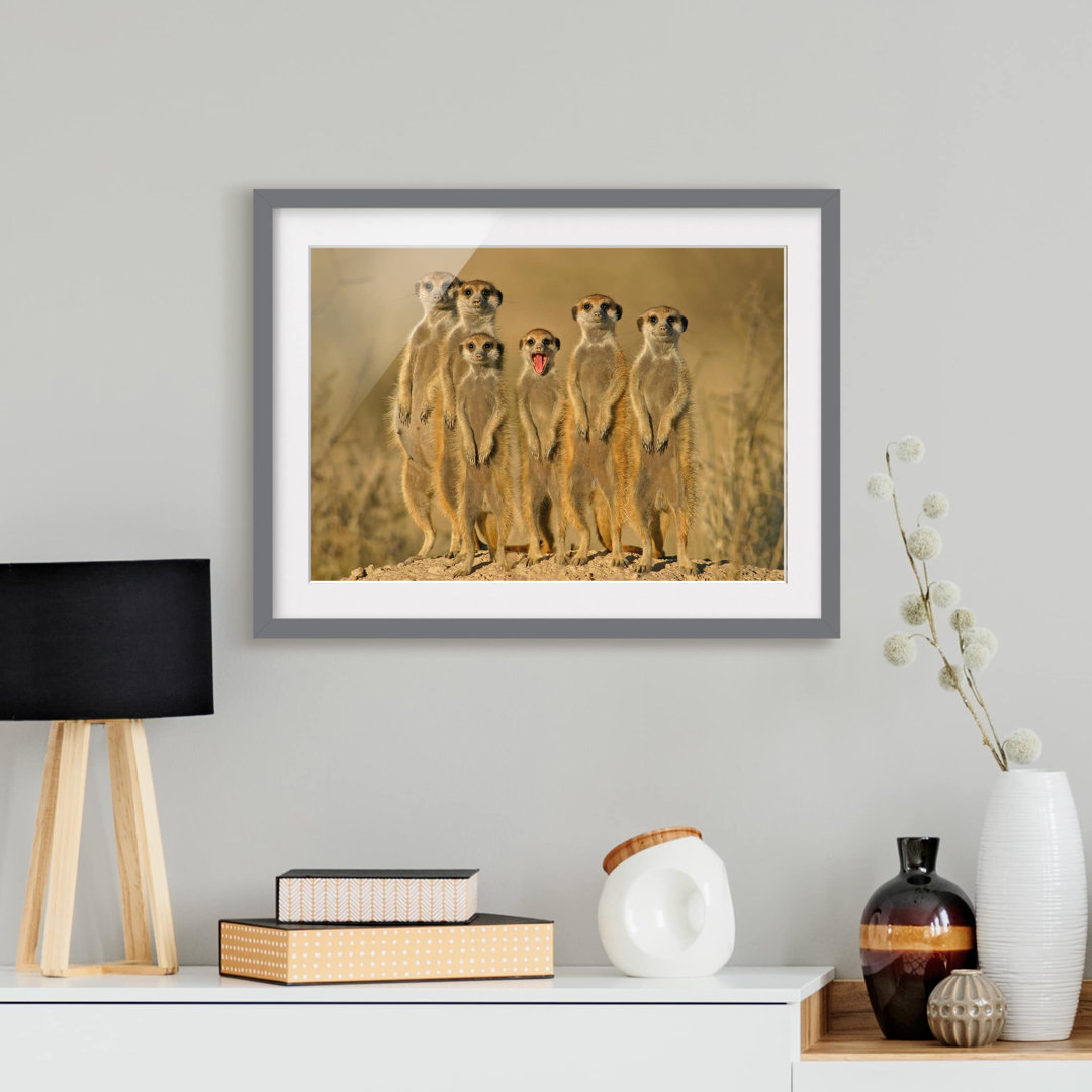 Gerahmtes Poster Meerkat Family