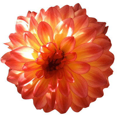 Adhésif décoratif dahlia Goudeau