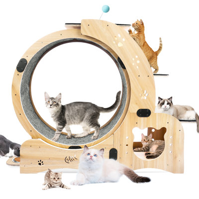 Indoor Cat Activity - Encourages Physical Movement Wheel For Playtime Withstands Daily Use
