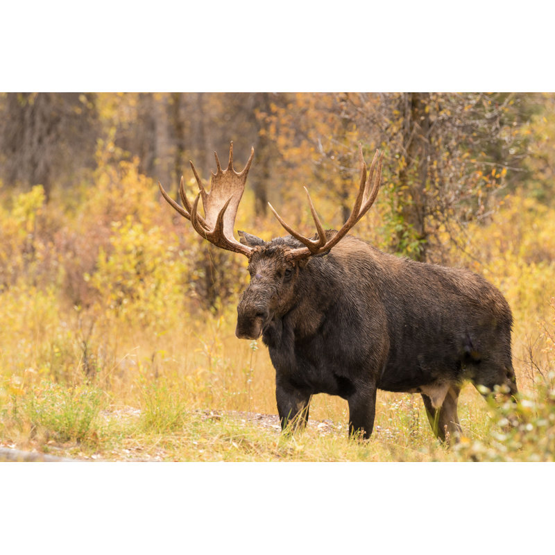 Bull Moose - Photographie sur toile tendue, H 32 po x l 48 po