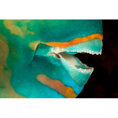 Ember Parrotfish - Wrapped Canvas Print