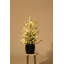 Arbre de Noël artificiel pré-éclairé 3 pi avec lumières, décoration de table pour la maison ou le bureau, assemblage facile