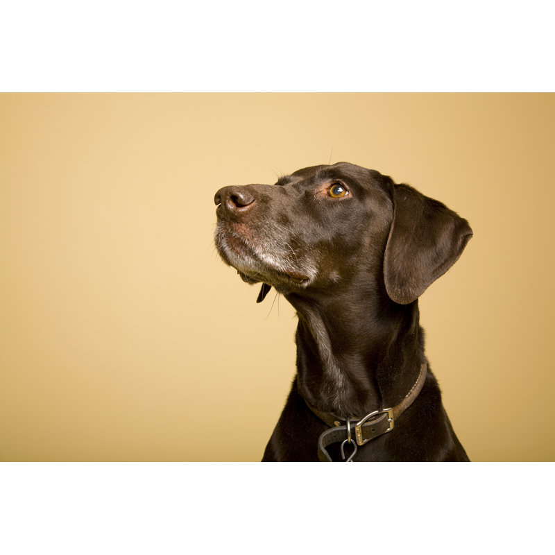 German Shorthaired Pointer - Wrapped Canvas Print, 30cm H x 46cm W x 3.8cm D