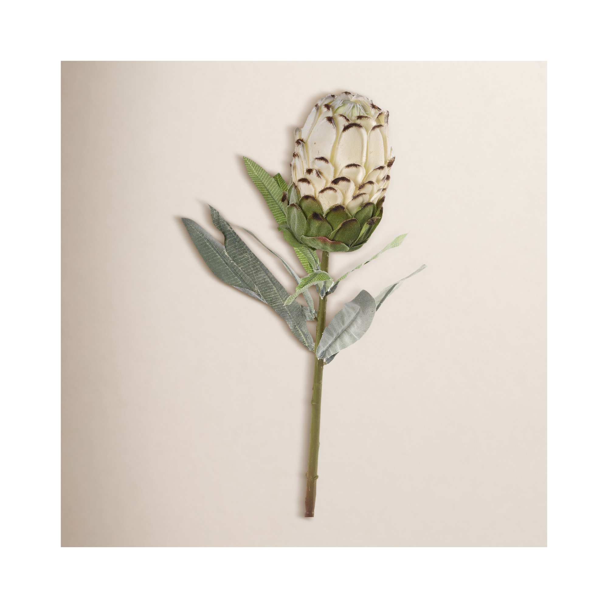 Flower Protea Stem
