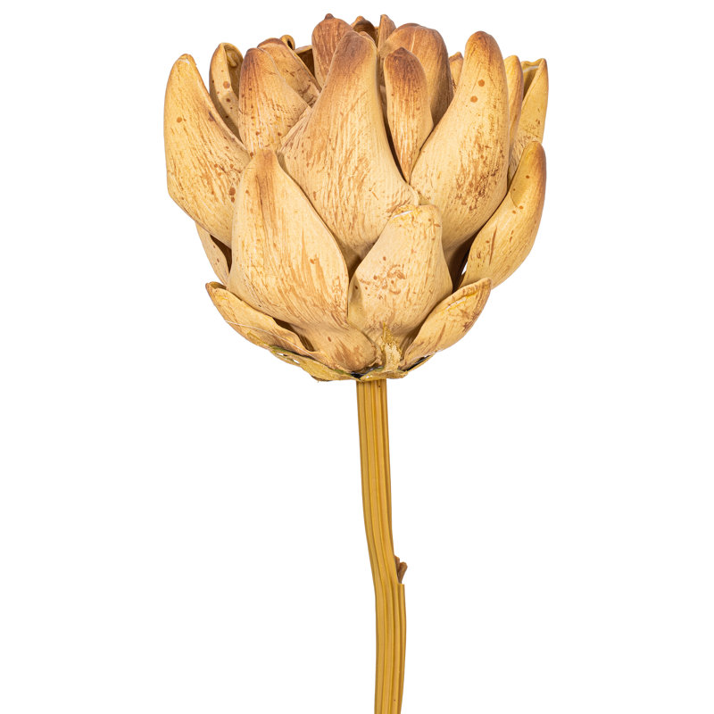 21,5 "brun clair Protea Stem 2 / Bag 21.5 plante, Brun clair