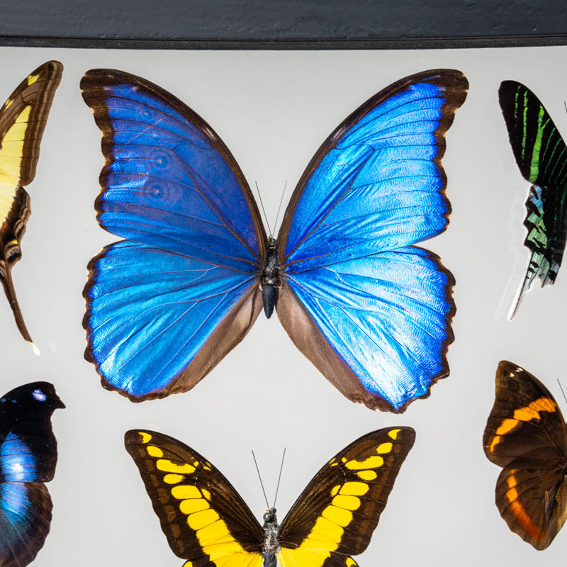 22 Genuine Butterflies In Black Display Frame