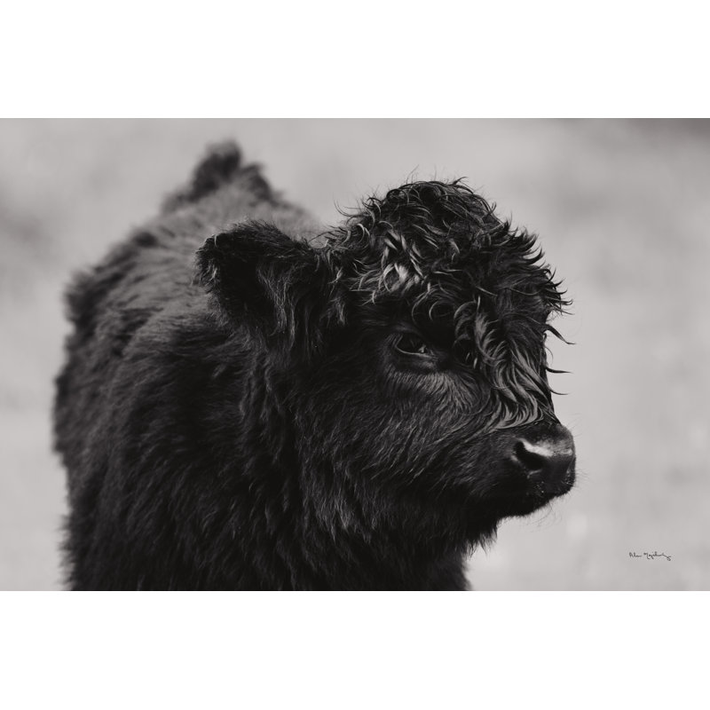 Scottish Highland Cattle XI BW by Alan Majchrowicz - Photograph Print, 81cm H x 122cm W, Black Floater Framed