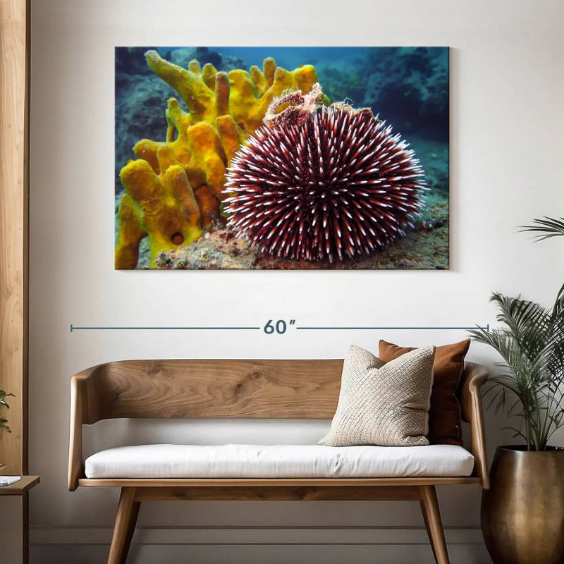 Sea Urchin, H 32 po x l 48 po