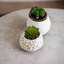 Sharpe 8" Tall Artificial Succulent