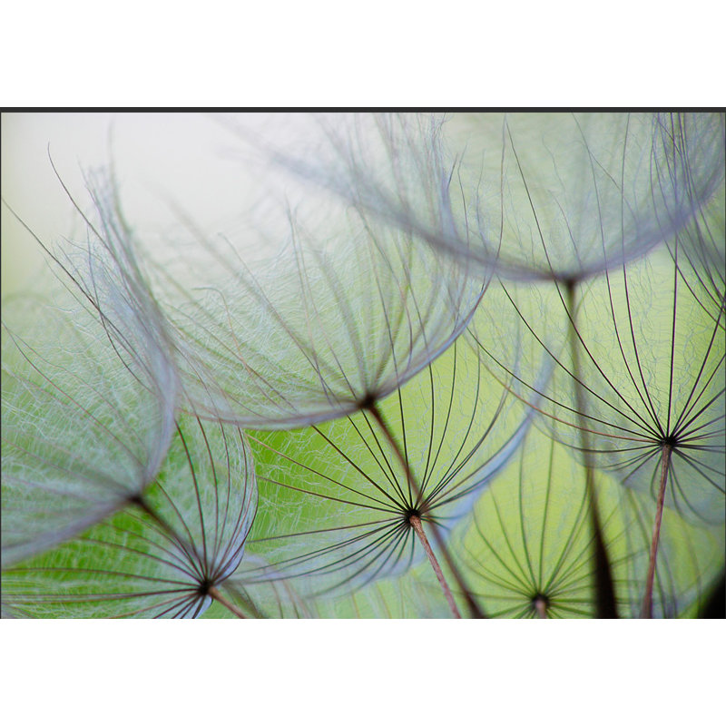 Fleeting Moments 280cm x 400cm Wallpaper, 300 cm x 210 cm