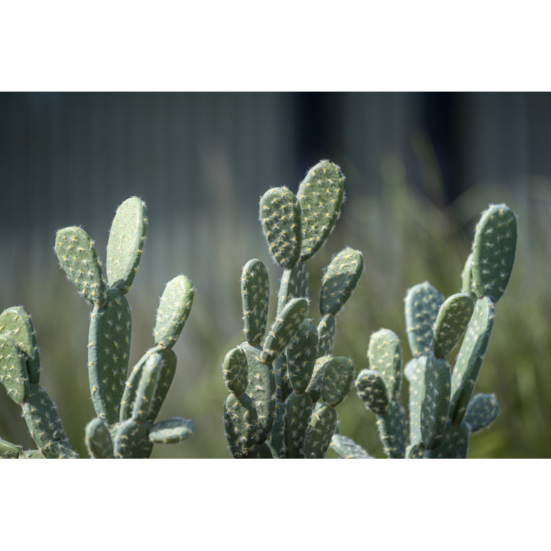 Cactus Opuntia M, Green