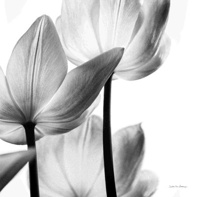 «Tulipes translucides III» par Debra Van Swearingen - peinture sur toile tendue