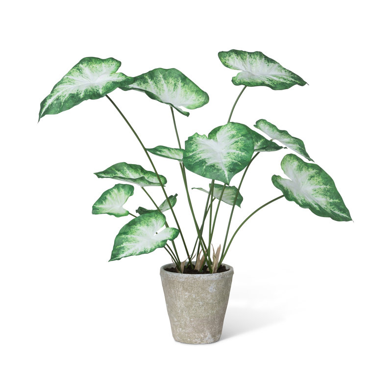 Green and White Faux Caladium in Rustic Pot