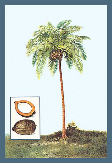 Noix de coco, reproduction d’art, H 36 po x l 24 po