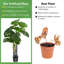 47,5 plante