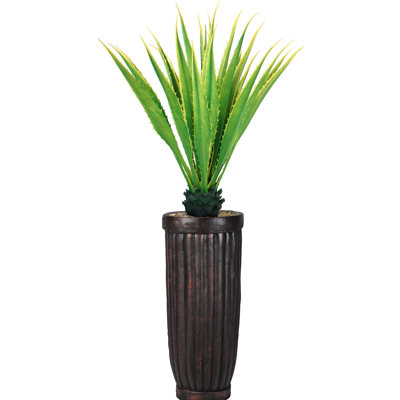 Agave en pot Panama