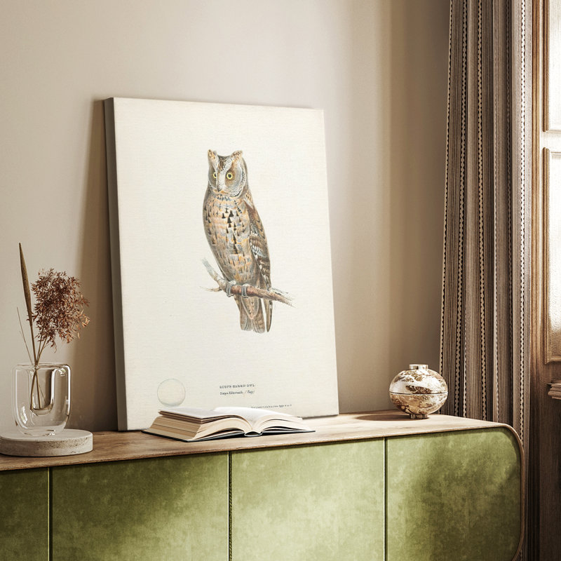 Scops Eared Owl - galerie sur mesure tendue Cavas, H 12 po x l 8 po