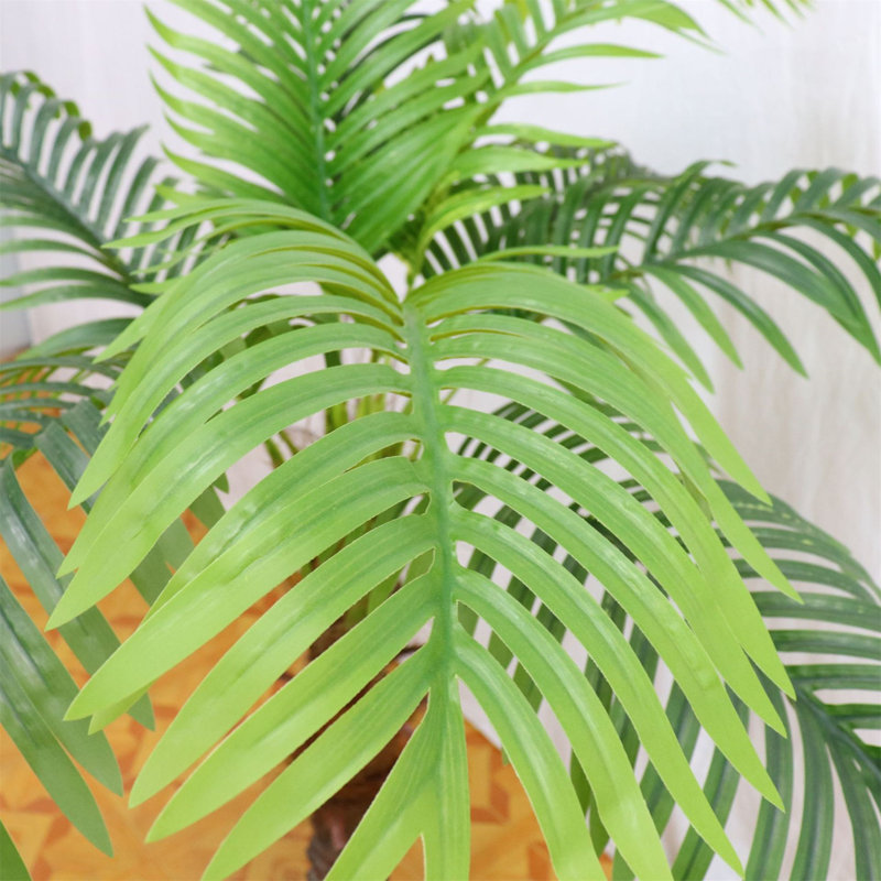 Angelicia 20cm Plant