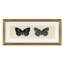 Flutter 4 Print by Todaro, Katie