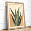 Succulent Study Botanical - Framed Print-452790895-452790898