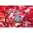 Soji Solar Powered Integrated LED Bulb Lantern