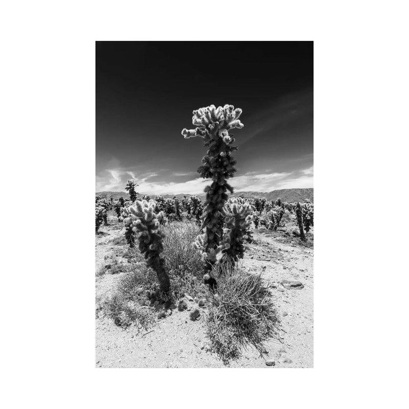 Cholla Cactus Garden, Joshua Tree National Park by Melanie Viola - Wrapped Canvas Print, 66.04 cm H x 45.72 cm W x 1.91 cm D