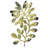 Foliage Fossil II by June Erica Vess - Wrapped Canvas Print-749990784
